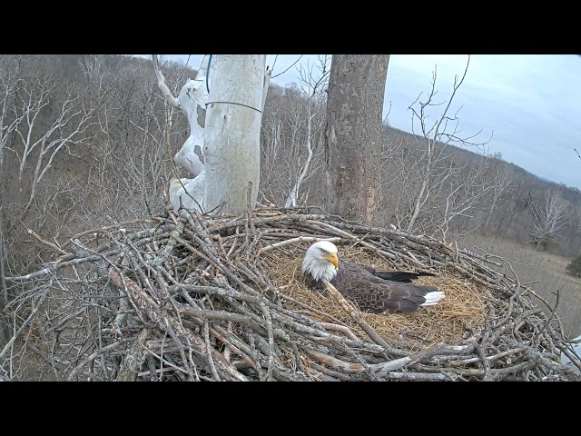 Live! From the NCTC Eagle Nest: 6/18/2026