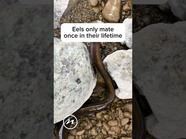 Eels in Nelson rivers and waterways