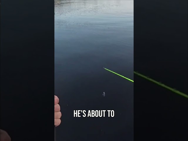 GIANT PUBLIC LAND ALLIGATOR! 1/9 #viral #youtubeshorts #youtube #shorts #shortvideo #viralvideo #fyp