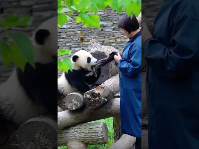Kid Panda’s Tug-of-War Over a Napkin 😂🐼 | Canyang