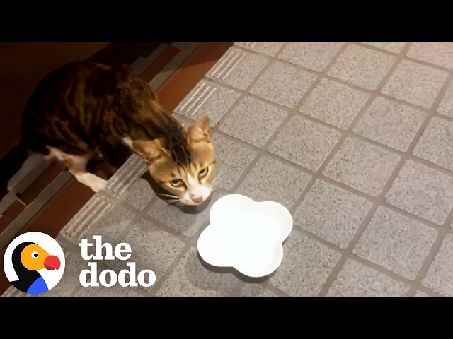 Stray Cat Appears In Man’s Stairwell And Changes His Whole Day | The Dodo