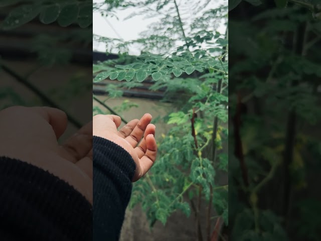 #rain #youtubeshorts #yt #trending 🌧️