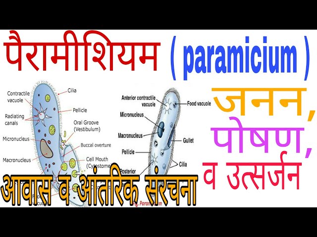 Paramecium in hindi | पैरामीशियम में आवास ,आंतरिक संरचना, जनन, पोषण व उत्सर्जन | Knowledge TV