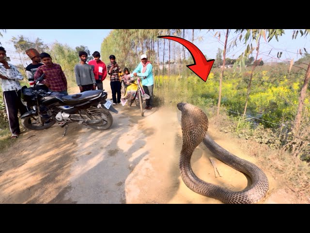 Kaliya Nag / Indian Spectacled Cobra sitting on the side of the road 🐍