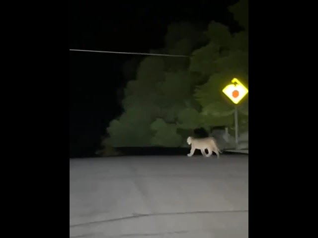 Mountain lion spotted in north Durango