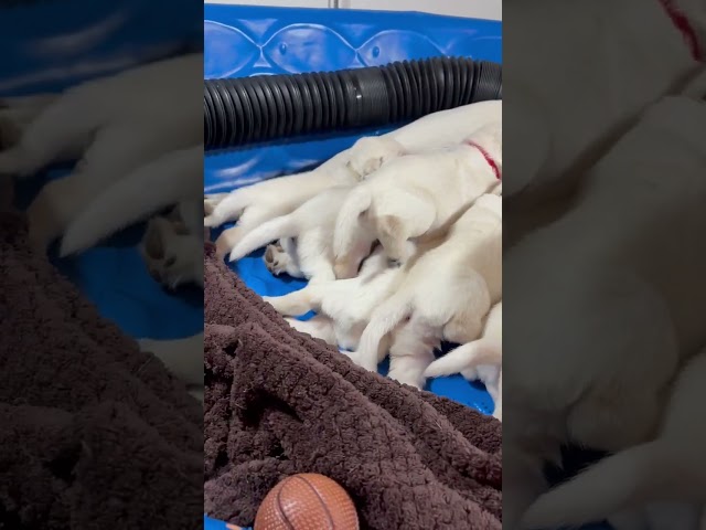 New Toys for Adorable 2-Week-Old Lab Puppies! #cutepuppy #labrador #puppy #playtime