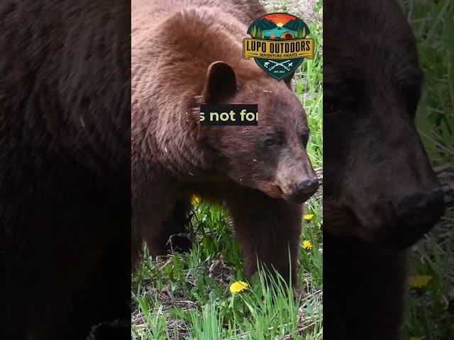 How Black Bears Actually Hunt After Winter #bears #wildlife #shorts