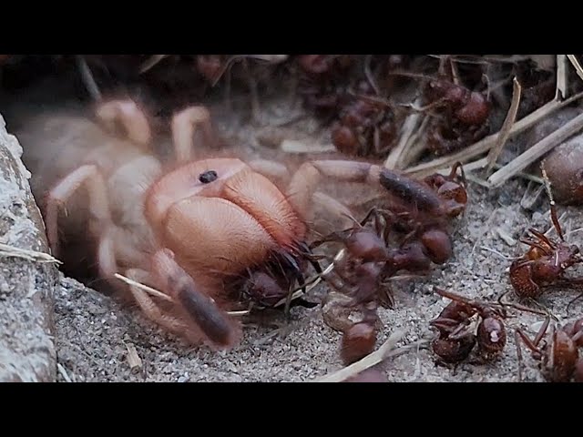 Large Texas Camel Spider\Sun Spider Takes on 1000+ Ant Colony (4K 3840x2160p) - Wind Scorpion