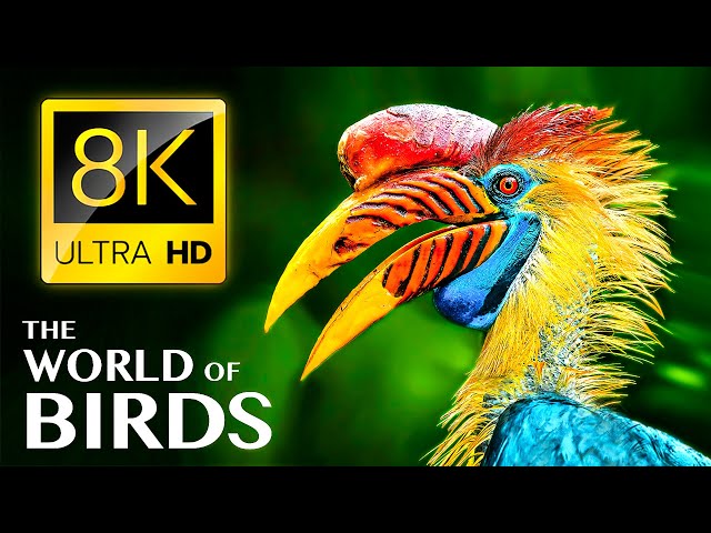 THE WORLD OF BIRDS in 8K ULTRA HD