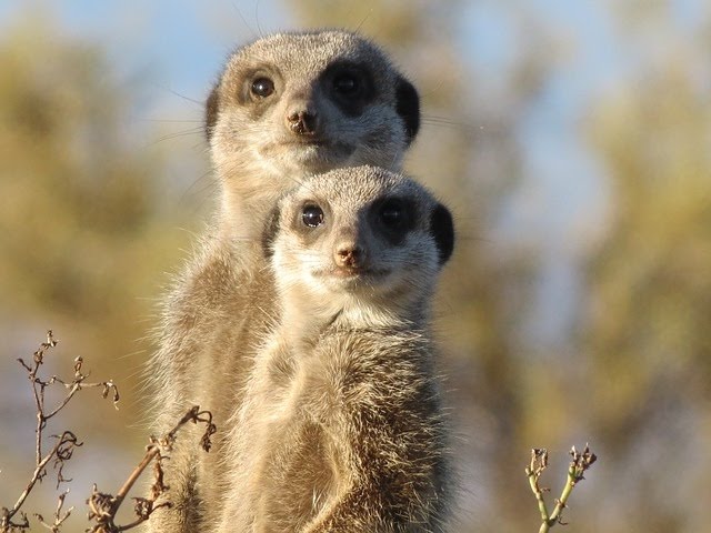 Basic Sorganomics: Everybody Meerkat!