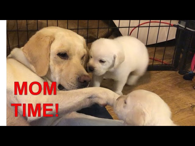 Puppy wake up!!