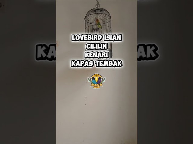 Suara burung