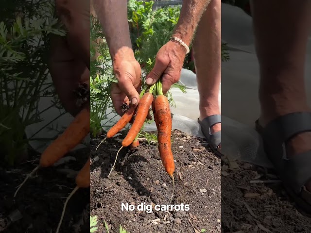 No dig carrots
