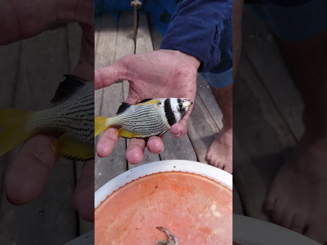 #aquariumfish #fishing #fancy #Aquarium Fishes #youtubeshorts #shorts #ytshort #fish #fisherman