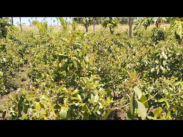 Muguka Farming