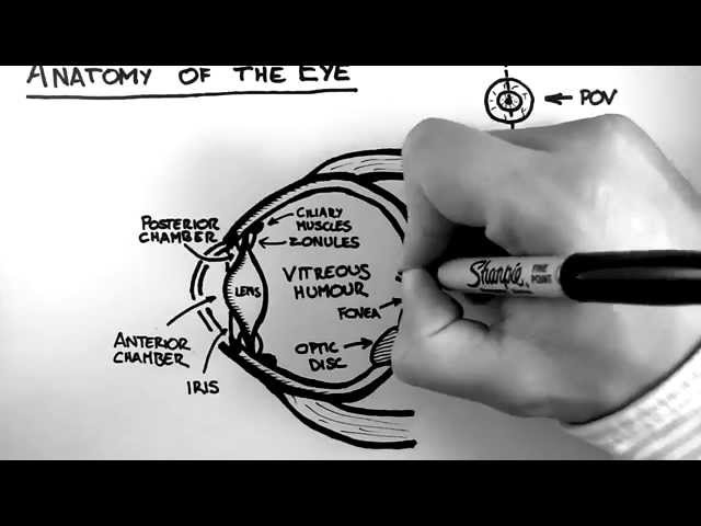 Anatomy of the Eye