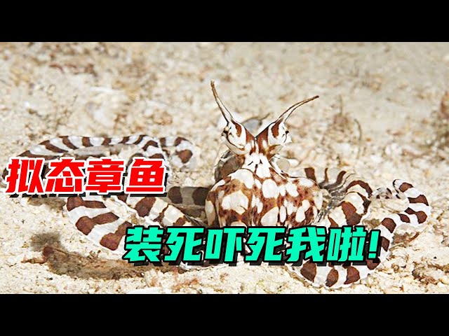 This mimetic octopus scared me to death, I thought it was cold again