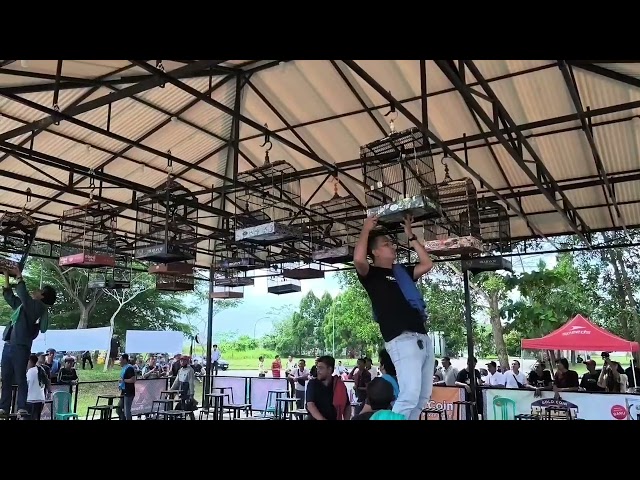 Lomba  burung 