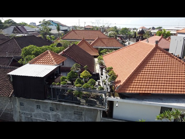 Bonsai in Bali 🇮🇩 | Bonsai Indah & a Private rooftop collection