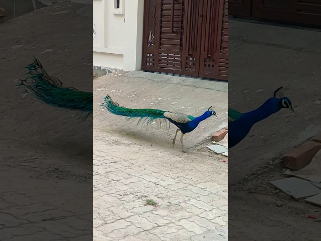 Pta nhi kaha se aata hai ye!!😱 #trending #viral #youtubeshorts #shortsfeed #ytshorts #peacock