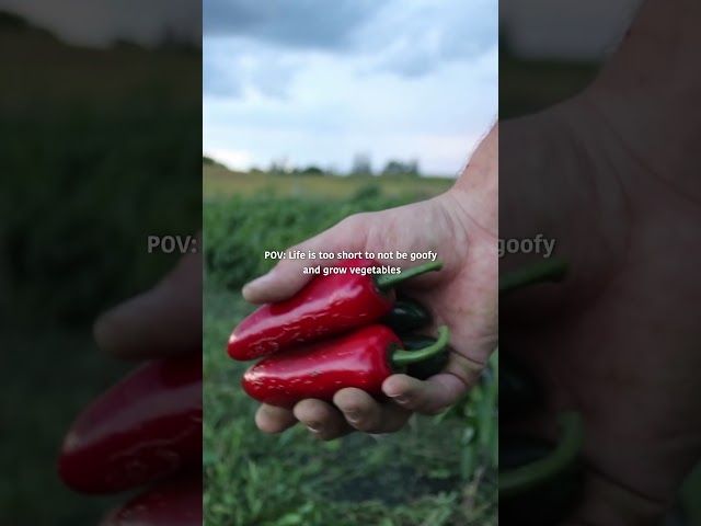 Life is too short.. 🍅 🧑‍🌾 #gardening #growingvegetables