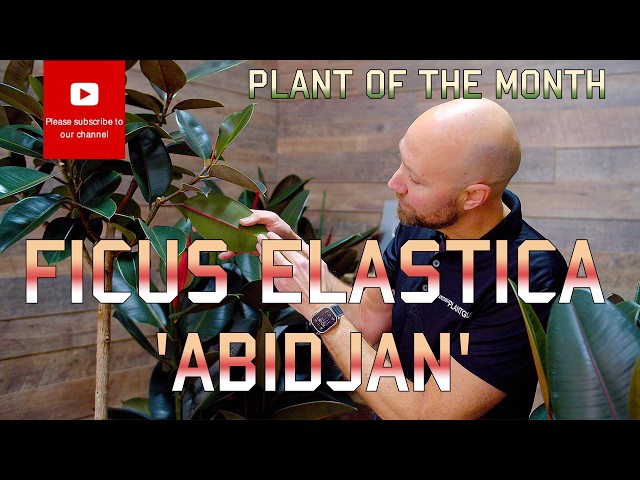 Plant of the month Ficus Elastica 'Abidjan'