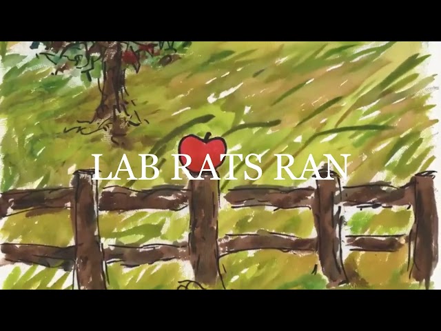 Echo & The Bunnymen - Lab Rats Run