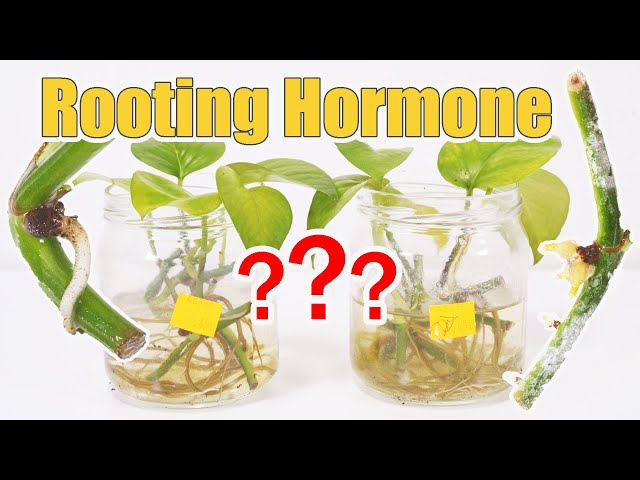 Rooting Hormone For Propagation, Does It Work?