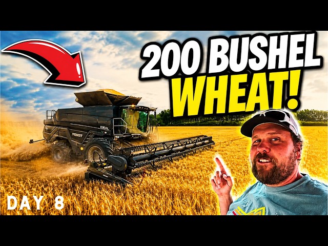 We Couldn’t Believe What This Wheat Was Yielding!