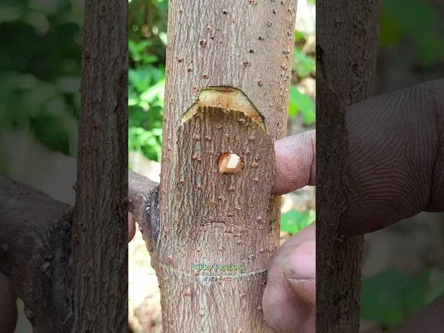 Tips for learning tree grafting for beginners 🌳🌳👋👋.   #gardening #plants #grafting