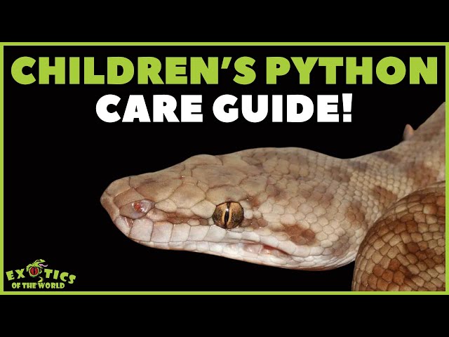 Children's Python Care - How To Take Care Of A Children's Python
