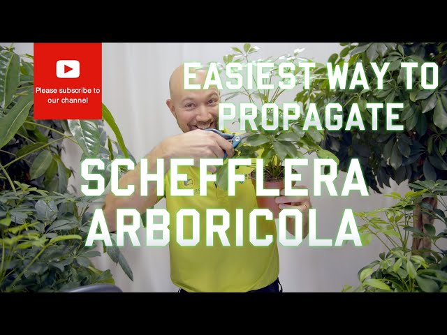 Easiest way to propagate Schefflera arboricola Dwarf Umbrella Tree