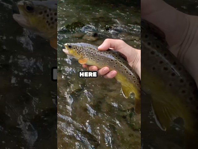 Trout in INCHES of Water🎣 #shorts