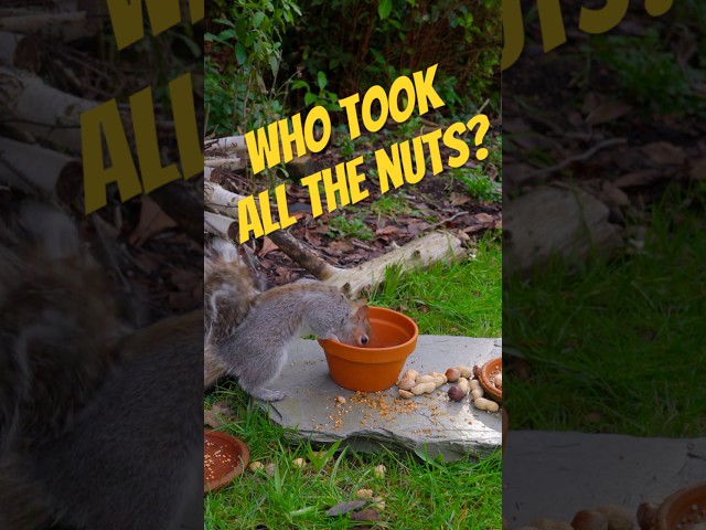 Crow empties nut pot I left for the squirrels #birds #squirrel #cattv