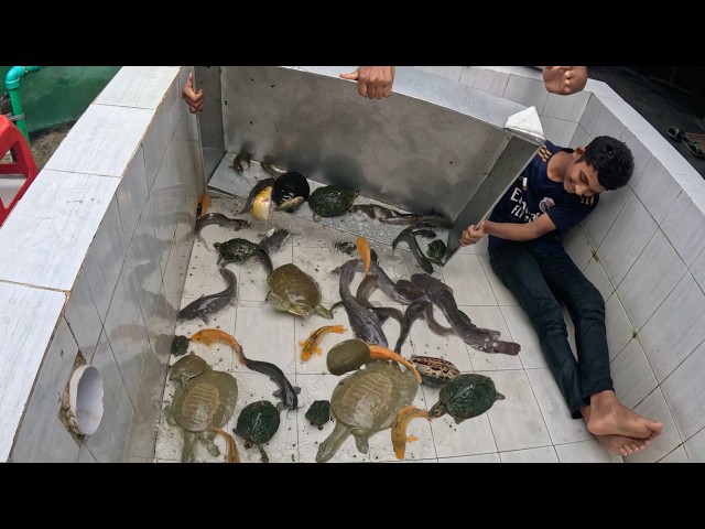 What's WRONG with Fish & Tortoise!