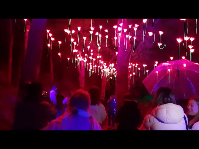 Perth Kings Park light show - Lightscape (June 2023)