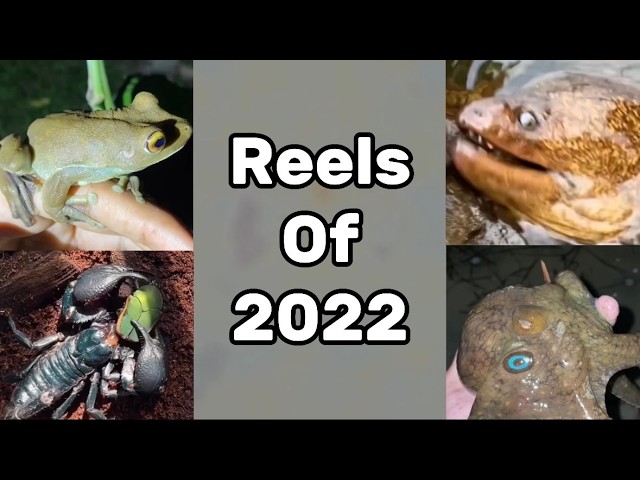 WildlifeGannon Instagram Reel Compilation! - 2022 Edition