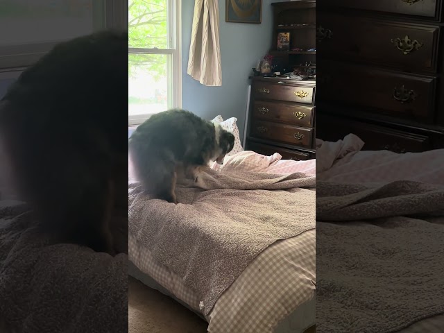 I think he’s embarrassed i caught him unmaking the bed