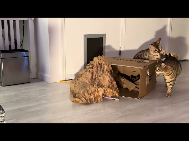 Bima & Java Cat Madness! 😼 Crinkle Paper Box Play & Zoomies! | Bengal Play #FunnyCat #PaperPlay