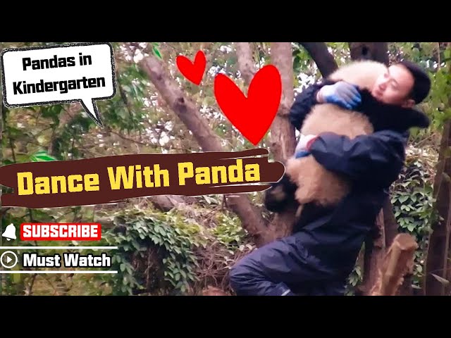 Needy Baby Panda Girl Asks Nanny To Dance With Her | iPanda