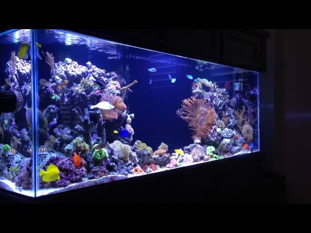 REEF TANK ADDICTION Season 1 Episode 1
