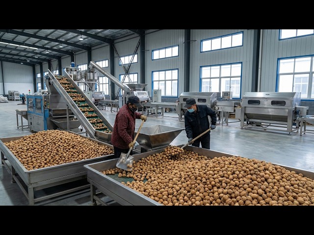 How 3.2 BILLION Walnuts Are Shelled & Processed Each Year | Inside The Mega Factory