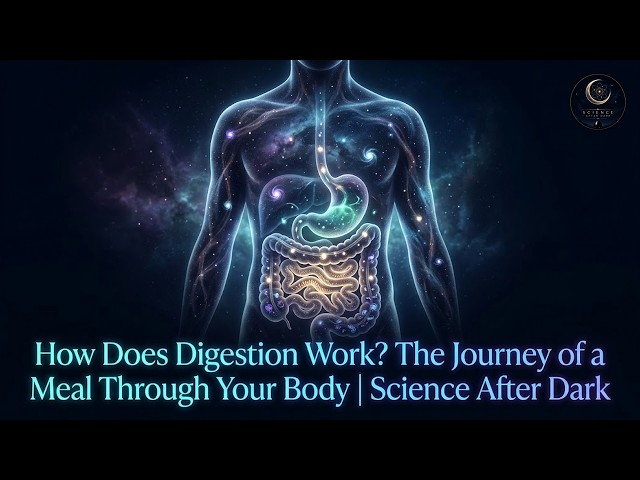 How Does Digestion Work? The Journey of a Meal Through Your Body | Science After Dark
