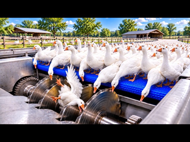 Inside a Massive Goose Feather Factory | How Feathers Become Luxury Pillows, Duvets & Down Jackets