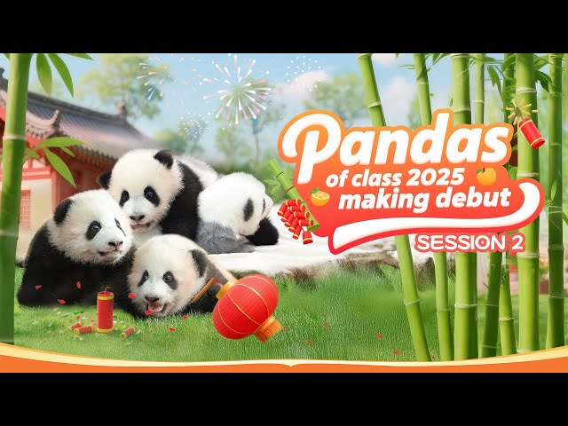 Broadcast: Joyful Scenes Of Gray Panda Babies And Their Friends | iPanda