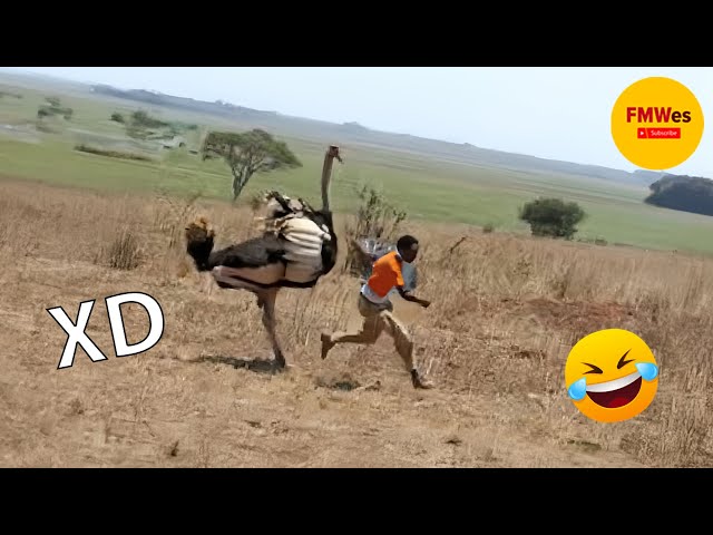 IF YOU LAUGH YOU LOSE GOD LEVEL #265 🤣 FUNNY VIDEOS 😎 MEXICAN VIRAL HUMOR 😆