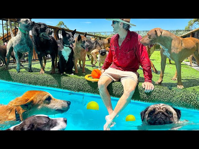BIG Pool Day for Shelter Dogs // My Life Vlog - with Dogs