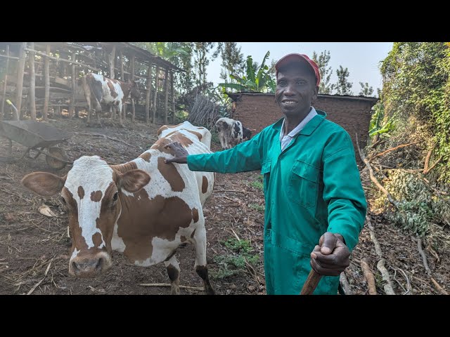 🐄🥛 Yatangiye Inka 1 Ikamwa Litiro 3 ➡️ None Ikanmwa Litiro 20! 🚀 | Uburyo bwo Kugaburira mu Zuba