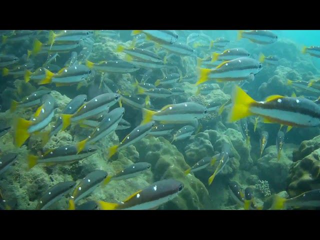 Scuba diving in @havelock deep sea
