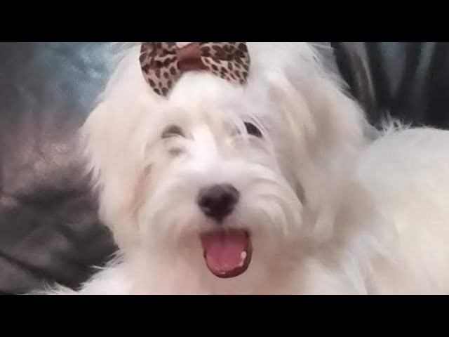 Filming with Shih Tzu puppies